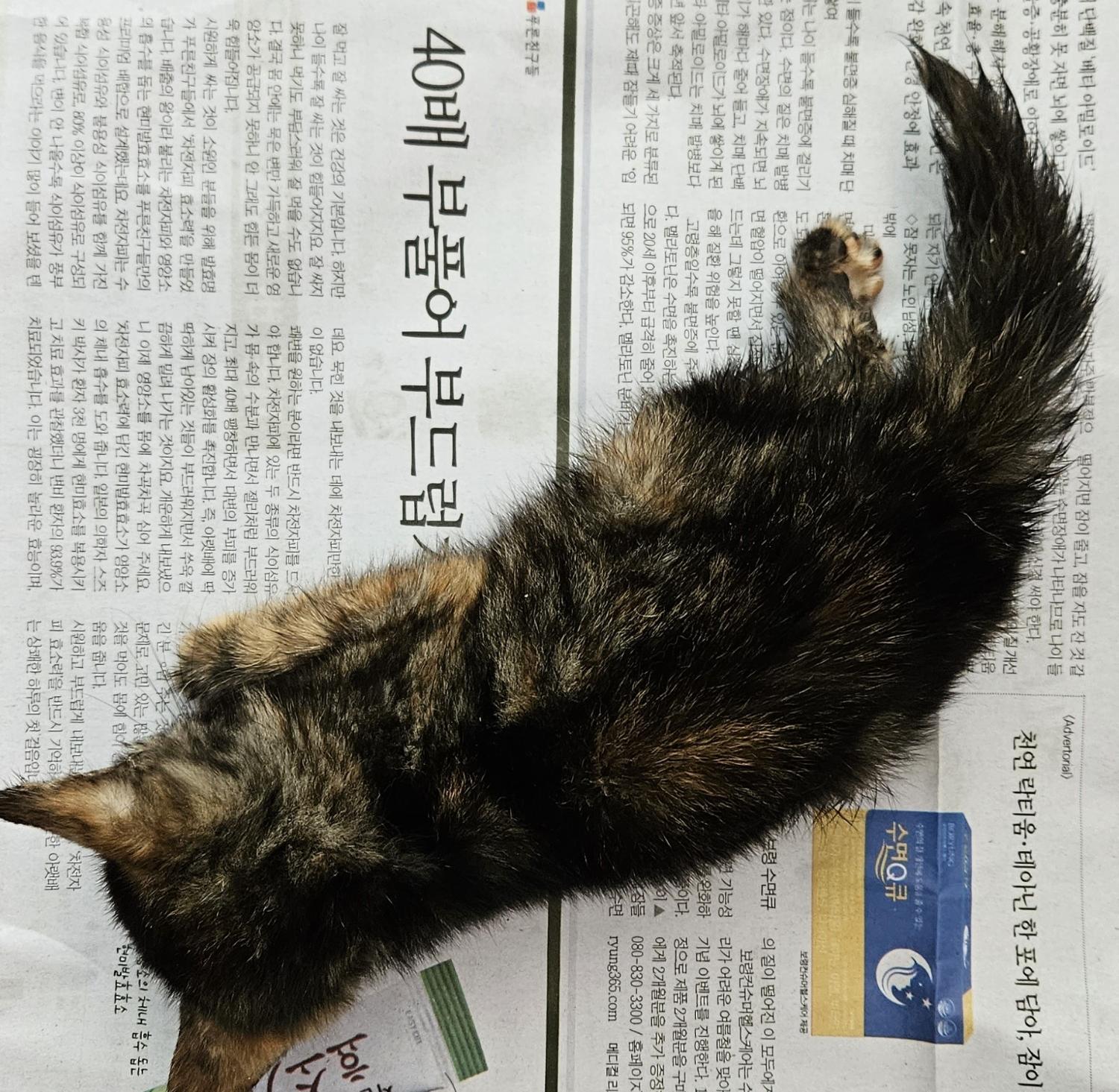 종료(자연사) 한국…